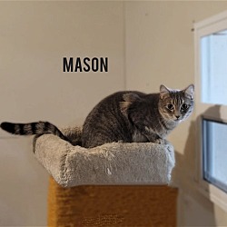Thumbnail photo of MASON #2