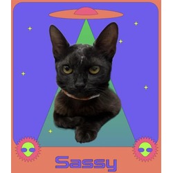 Photo of SASSY