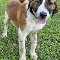 adopt a pet
