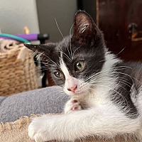 adopt-pet