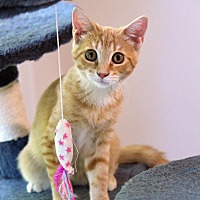 adopt a pet