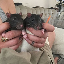 Thumbnail photo of 2 BABY BOY RATS! #1