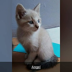 Thumbnail photo of Angel #2
