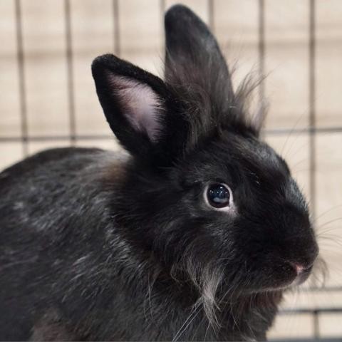 Adopt Lisbeth Barn a Netherland Dwarf rabbit in Fort Lauderdale, FL ...