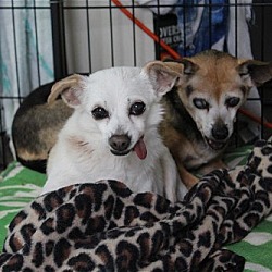 Photo of Snickers and Doodles (Bonded Pair)