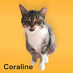 Thumbnail photo of Coraline #3