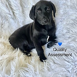 Photo of Quality Assessment