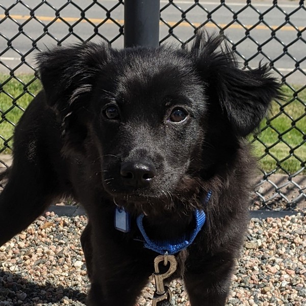 Adopt Zena a Australian Shepherd / Mixed dog in Golden, CO (41471061 ...