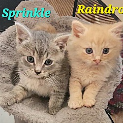 Thumbnail photo of Sprinkle #2