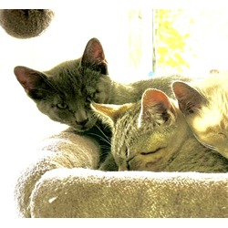 Thumbnail photo of Little Grey and Stripes/ Bonded Pair #4