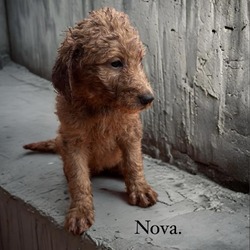 Photo of Nova 6