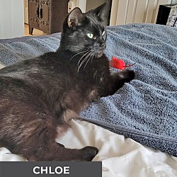 Thumbnail photo of Chloe #2