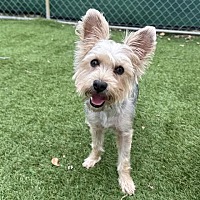 adopt-pet
