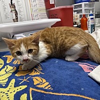 adopt a pet