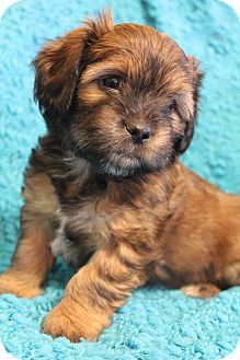 Shih Tzu And Dachshund Mix Puppies For Sale Goldenacresdogs Com