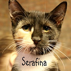 Thumbnail photo of Serafina #3