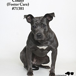 Thumbnail photo of Cinder  (Foster Care) #1
