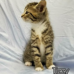 Photo of Tizzy