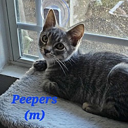 Thumbnail photo of Peepers #2