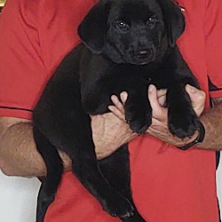 Photo of Midnight