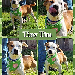 Photo of Tiny Tim