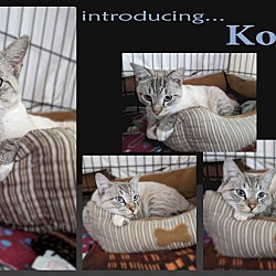 Thumbnail photo of Kobi #2