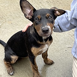 Providence, RI - Dachshund/Beagle. Meet Alaric KL in MS a Pet for Adoption  - AdoptaPet.com