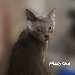 Thumbnail photo of MARISKA #2