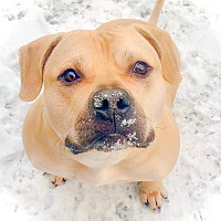 adopt a pet