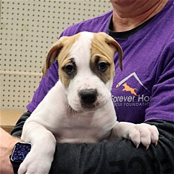 Thumbnail photo of Tersea Pup Hokie #4