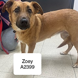 Thumbnail photo of Zoey A2399 #1