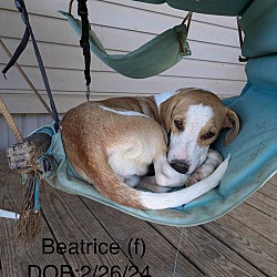 Thumbnail photo of Beatrice #1