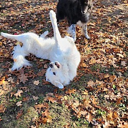 bonded pet photo