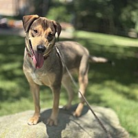 adopt a pet