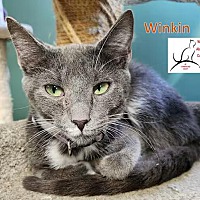 adopt-pet