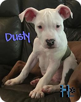 american bulldog bull terrier mix