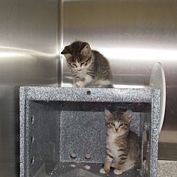 Thumbnail photo of Kamikaze Kittens (5) #1