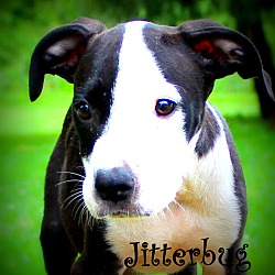 Thumbnail photo of Jitterbug ~ meet me! #1