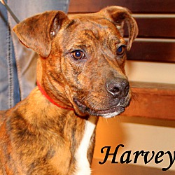 Thumbnail photo of Harvey ~ meet me! #1