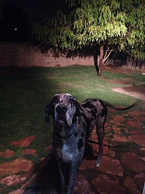 Phoenix Az Great Dane Meet Panzer In Tucson A Pet For Adoption