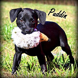 Thumbnail photo of Puddin~adopted! #2
