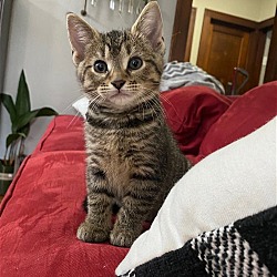 Thumbnail photo of Pepper - Kitten #1