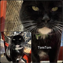 Photo of TomTom