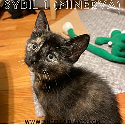 Photo of Sybil 1 (Minerva)