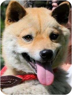 Wakefield Ri Shiba Inu Meet Konain Ne Wow Adorable A