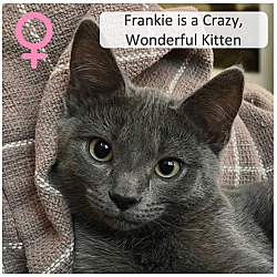 Photo of Frankie (female)