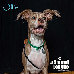 Thumbnail photo of Ollie #1