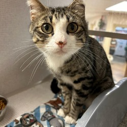 Photo of Abline *Meet me at Plymouth Petsmart*