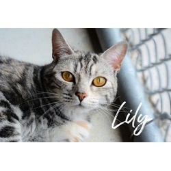 Thumbnail photo of Lily #1