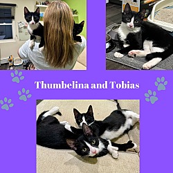 Thumbnail photo of Thumbelina and Tobias - Polydactyl duo! #2